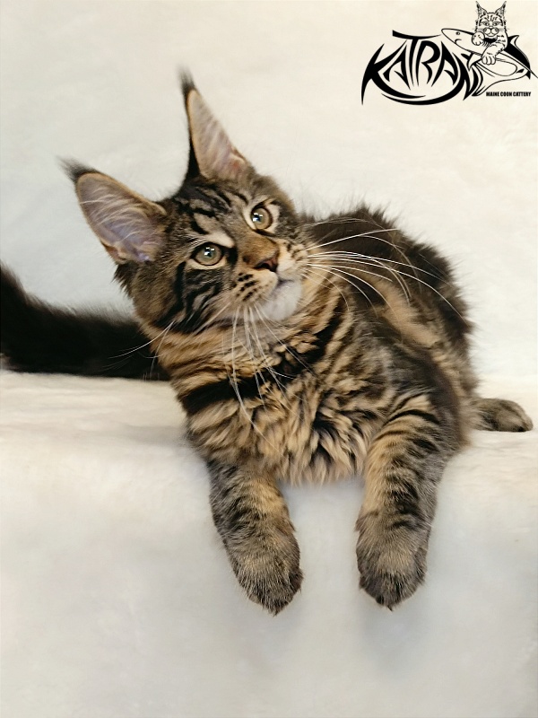 Katran Wendy - Kitten maine-coon 4 months