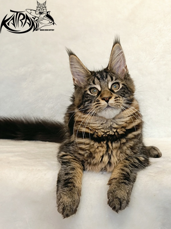 Katran Wendy - Kitten maine-coon 4 months
