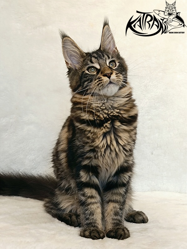 Katran Wendy - Kitten maine-coon 4 months