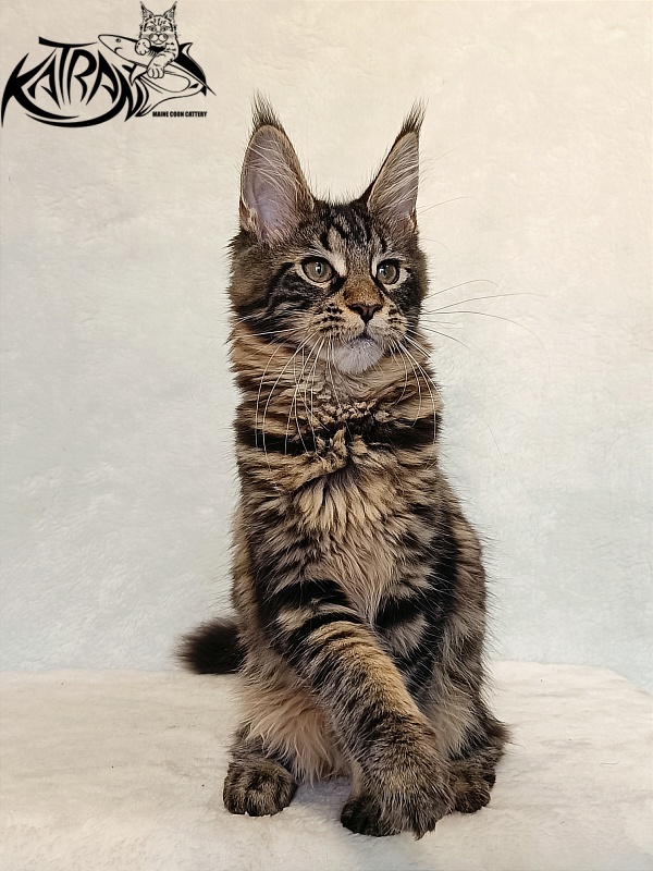 Katran Wendy - Kitten maine-coon 4 months