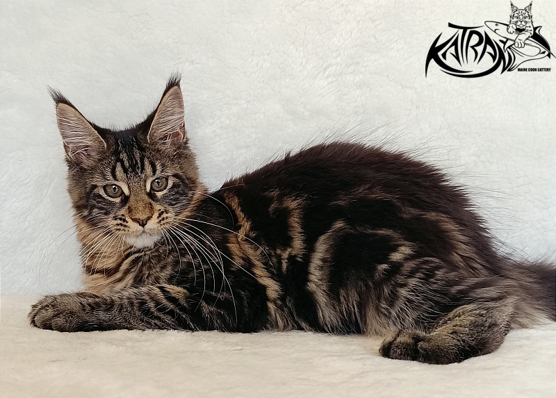 Katran Wendy - Kitten maine-coon 4 months