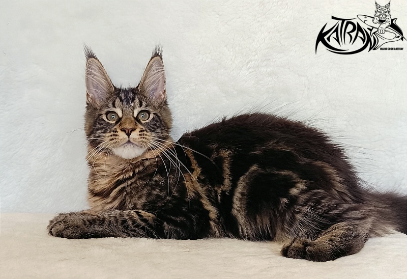 Katran Wendy - Kitten maine-coon 4 months