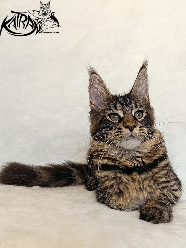 Katran Wendy - Kitten maine-coon 4 months