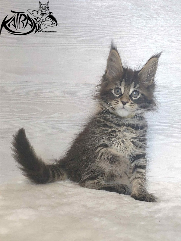 Katran Wendy - Kitten maine-coon 1 month 3 weeks