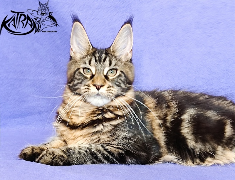 Katran Wendy - Kitten maine-coon 5 months