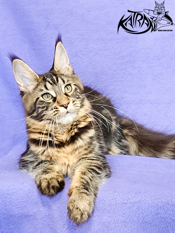 Katran Wendy - Kitten maine-coon 5 months