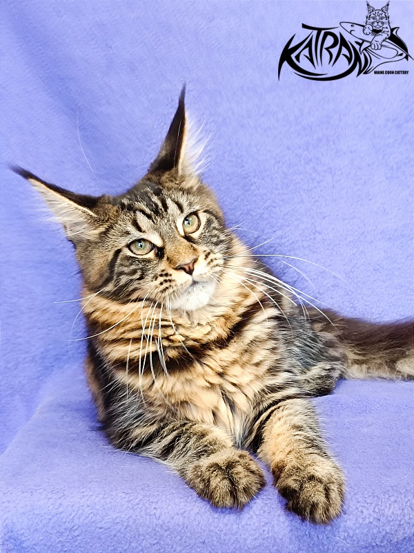 Katran Wendy - Kitten maine-coon 5 months
