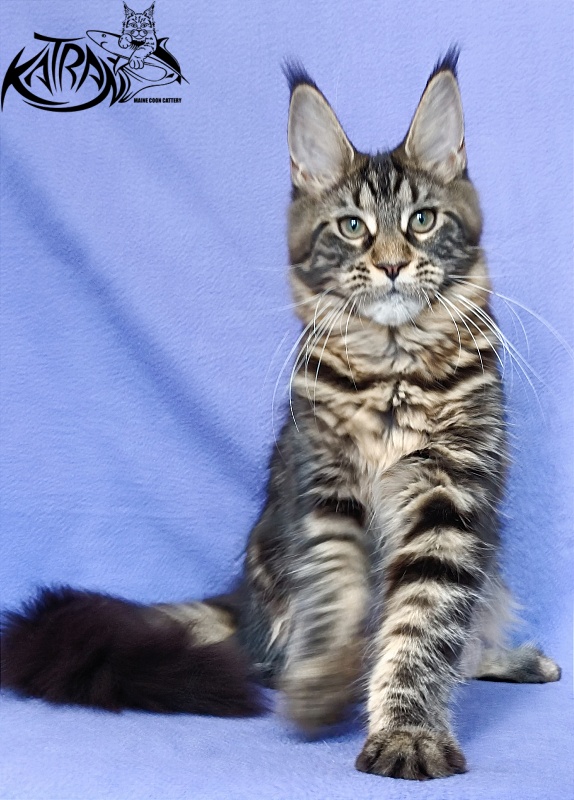Katran Wendy - Kitten maine-coon 5 months