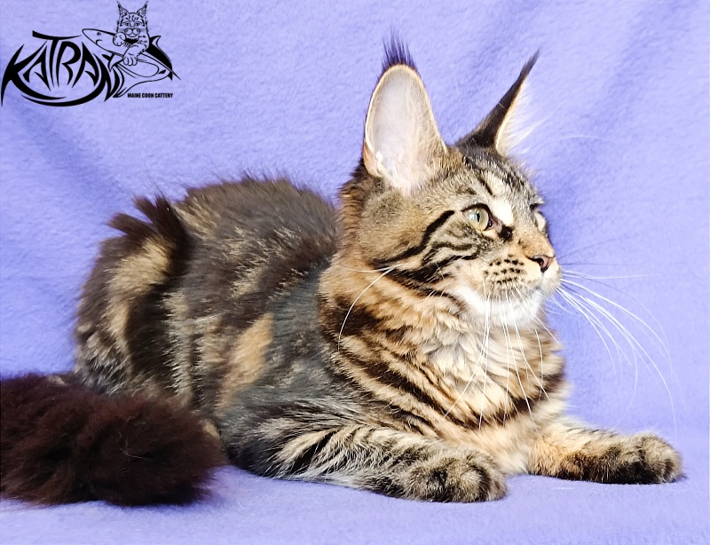 Katran Wendy - Kitten maine-coon 5 months
