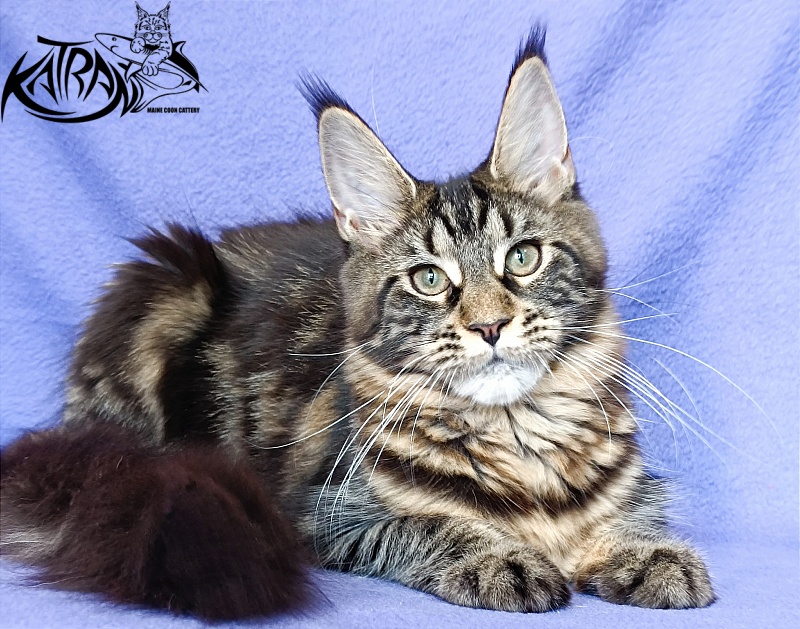 Katran Wendy - Kitten maine-coon 5 months