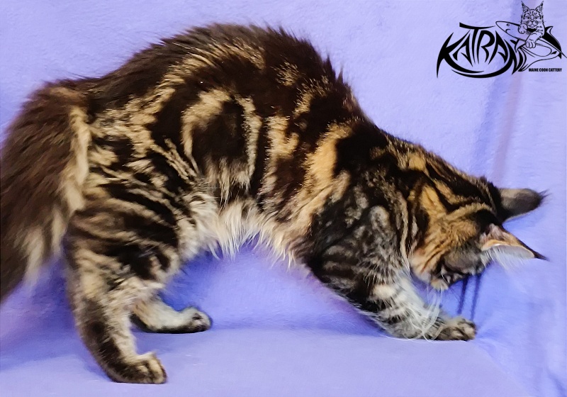 Katran Wendy - Kitten maine-coon 5 months