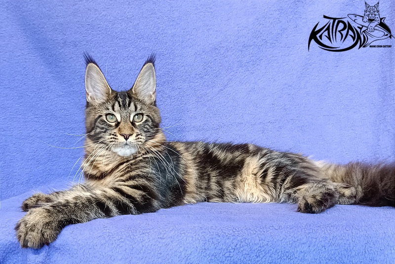 Katran Wendy - Kitten maine-coon 5 months
