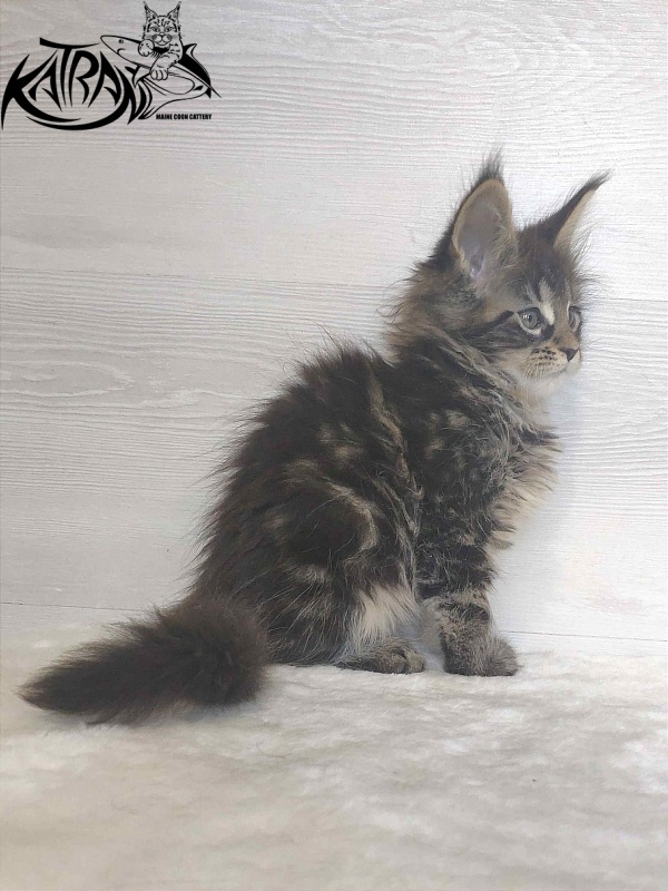 Katran Wendy - Kitten maine-coon 1 month 3 weeks