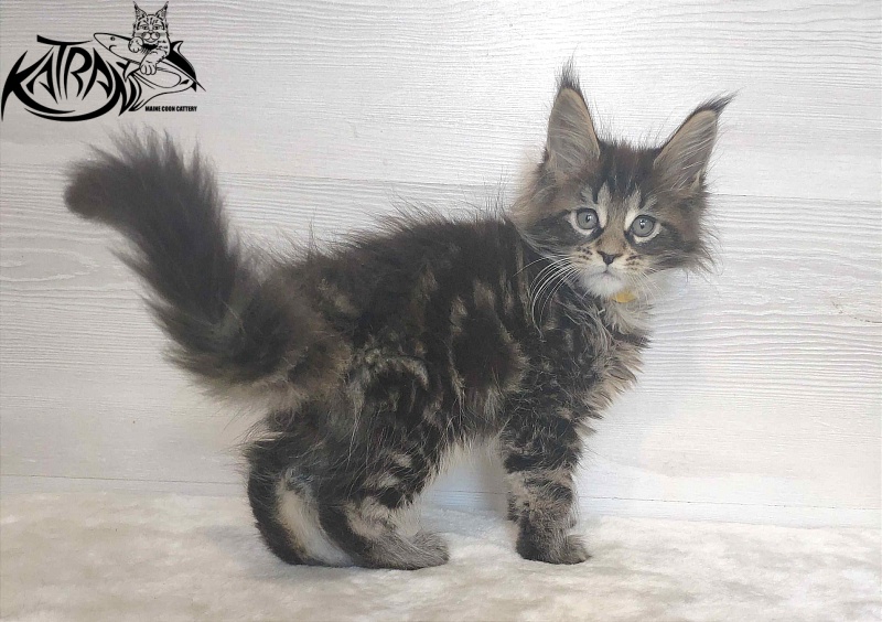 Katran Wendy - Kitten maine-coon 1 month 3 weeks