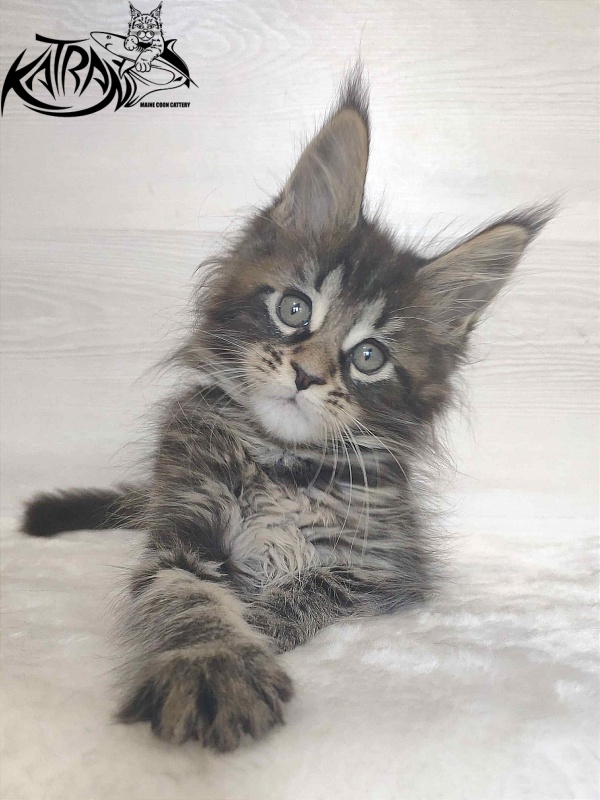 Katran Wendy - Kitten maine-coon 1 month 3 weeks