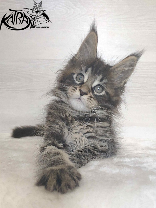 Katran Wendy - Kitten maine-coon 1 month 3 weeks
