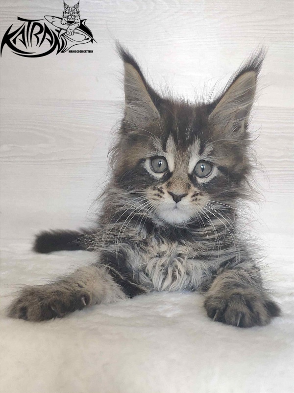 Katran Wendy - Kitten maine-coon 1 month 3 weeks