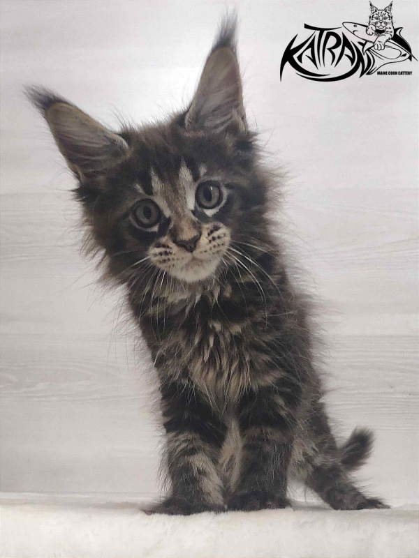 Katran Westa - Kitten maine-coon 1 month 3 weeks