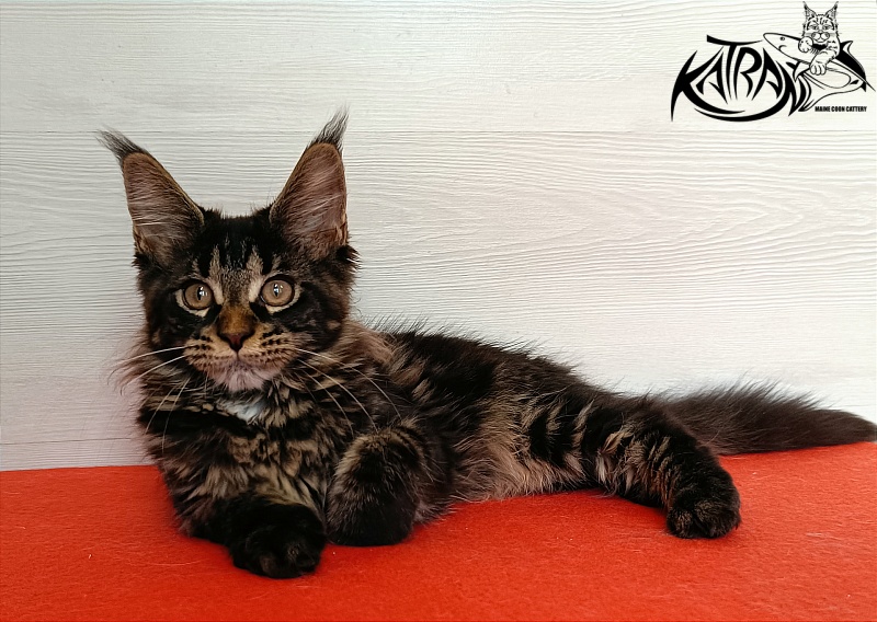 Katran Westa - Kitten maine-coon 3 months 1 week