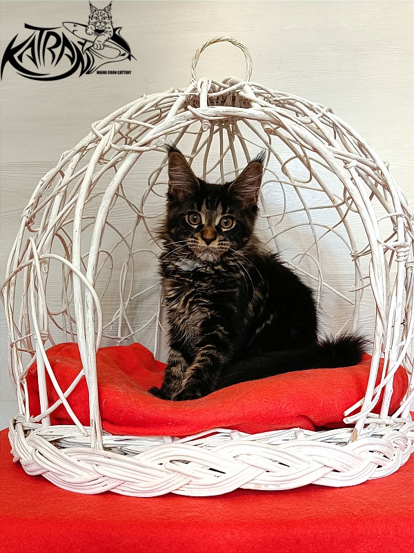 Katran Westa - Kitten maine-coon 3 months 1 week