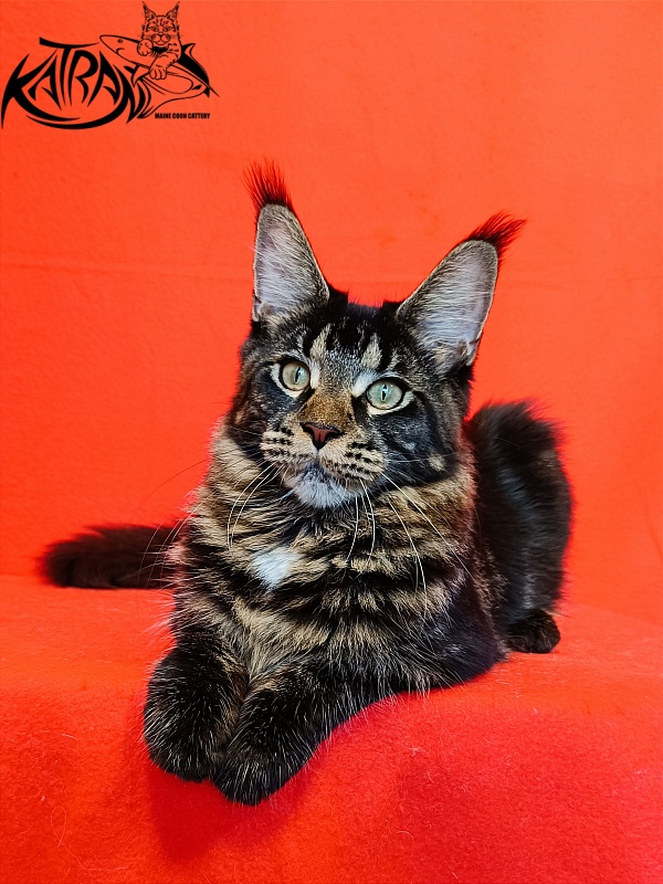 Katran Westa - Kitten maine-coon 6 months 3 weeks