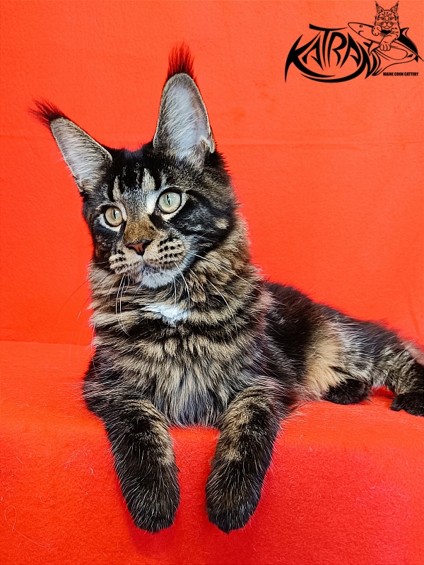 Katran Westa - Kitten maine-coon 6 months 3 weeks