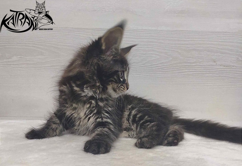 Katran Westa - Kitten maine-coon 1 month 3 weeks