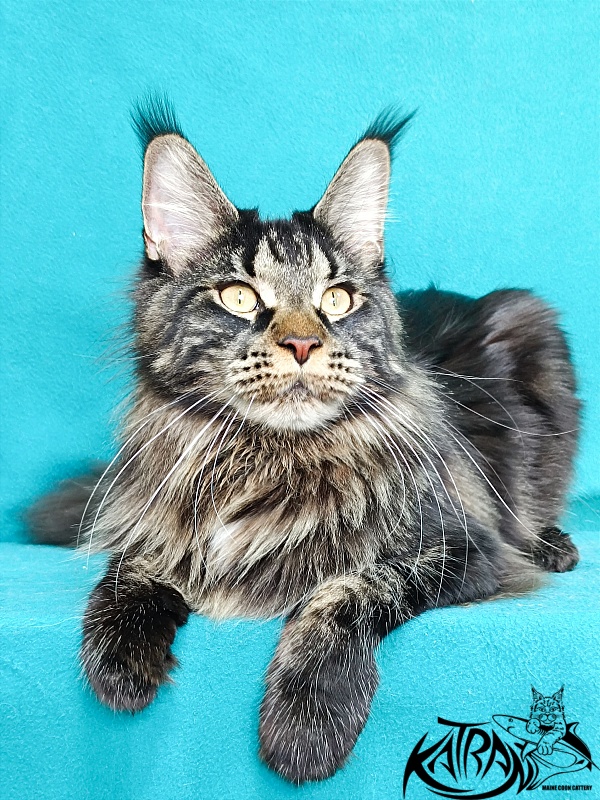 Katran Westa - Adult maine-coon 11 months 2 weeks