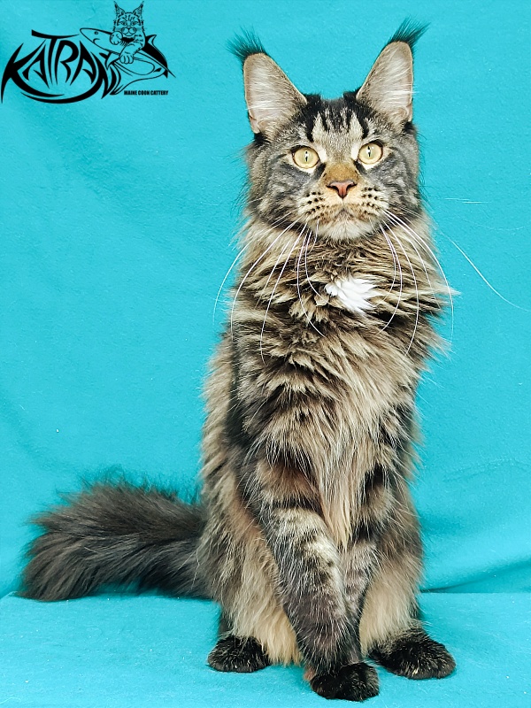 Katran Westa - Adult maine-coon 11 months 2 weeks