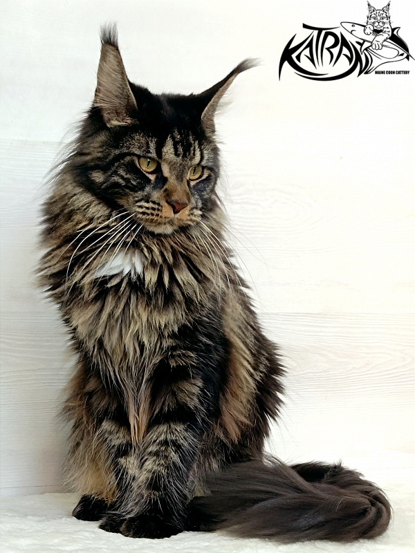 Katran Westa - Adult maine-coon 1 year 1 month 2 weeks