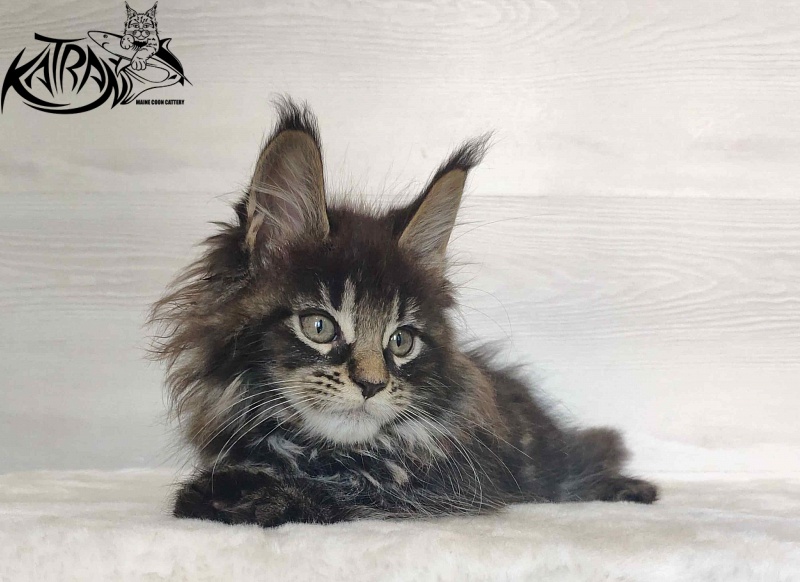 Katran Werona - Kitten maine-coon 2 months