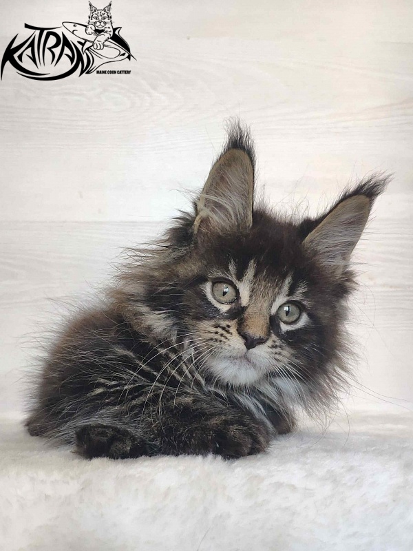 Katran Werona - Kitten maine-coon 2 months
