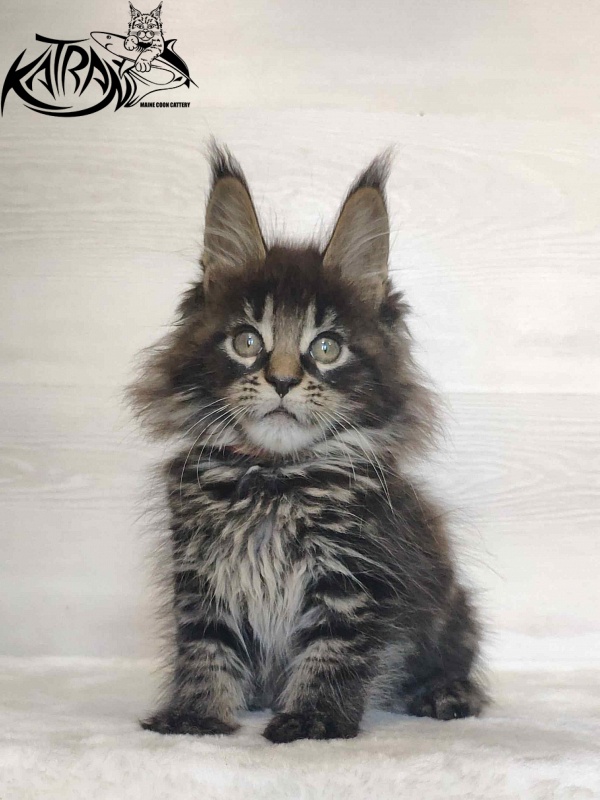 Katran Werona - Kitten maine-coon 2 months