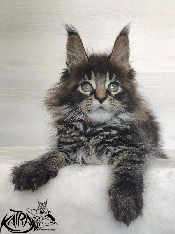 Katran Werona - Kitten maine-coon 2 months