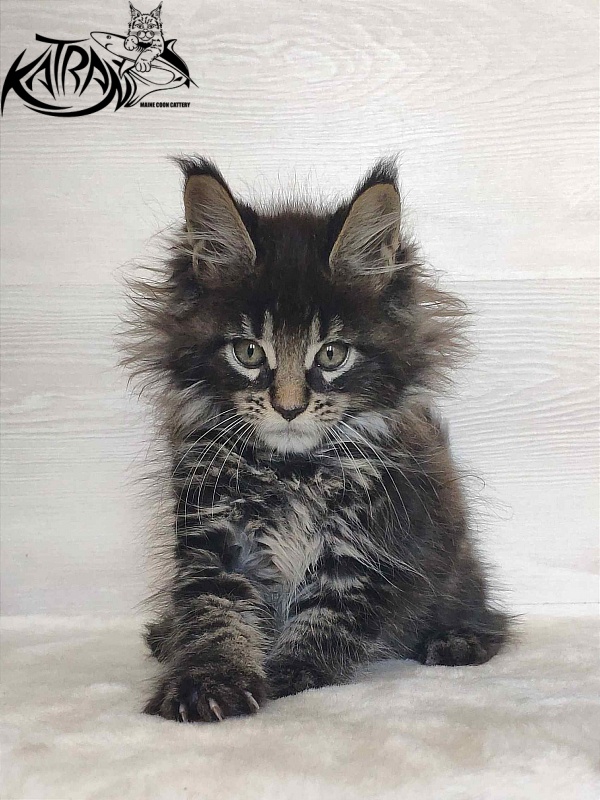 Katran Werona - Kitten maine-coon 2 months