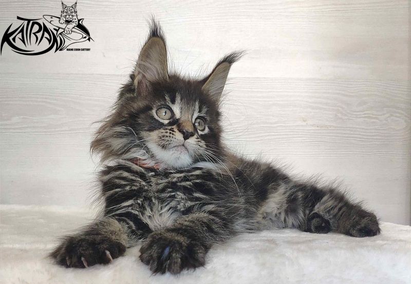 Katran Werona - Kitten maine-coon 2 months