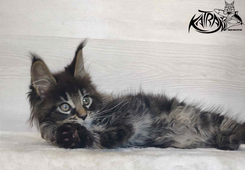 Katran Werona - Kitten maine-coon 2 months