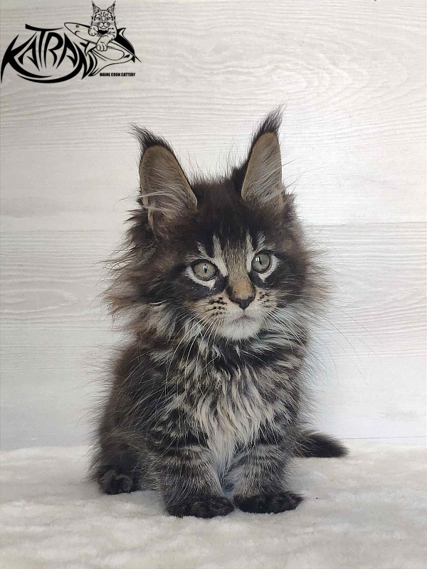 Katran Werona - Kitten maine-coon 2 months