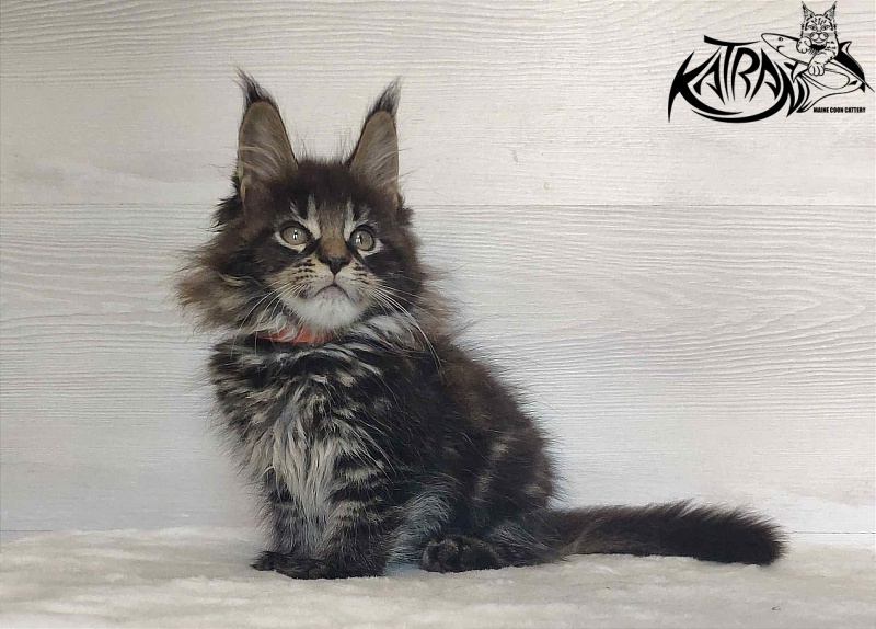 Katran Werona - Kitten maine-coon 2 months