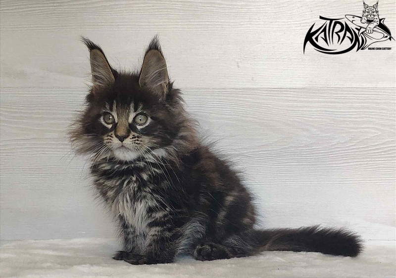 Katran Werona - Kitten maine-coon 2 months