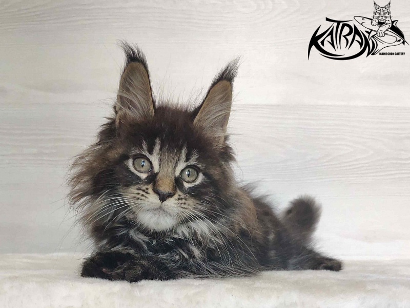 Katran Werona - Kitten maine-coon 2 months