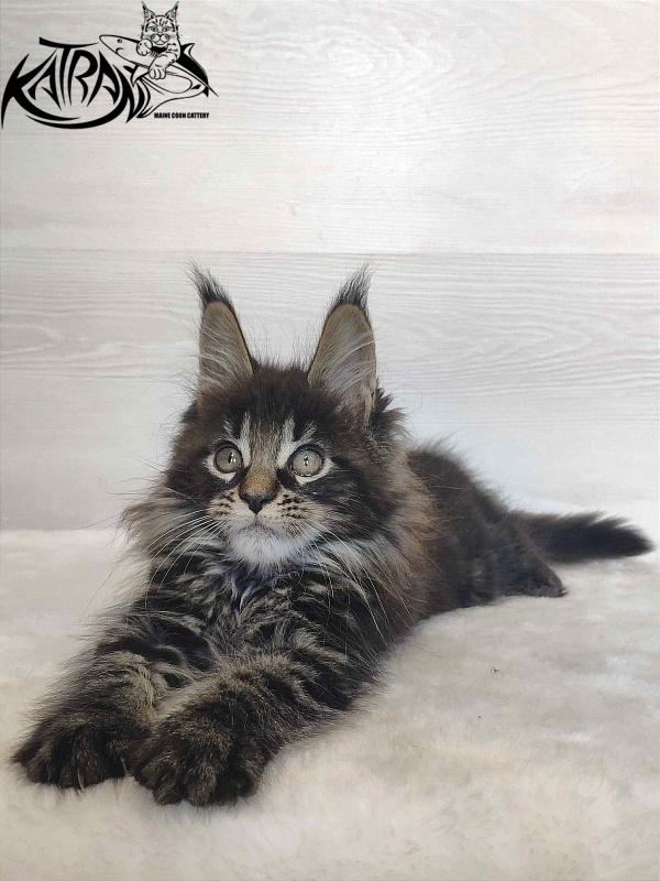 Katran Werona - Kitten maine-coon 2 months