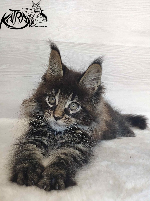 Katran Werona - Kitten maine-coon 2 months