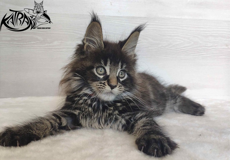 Katran Werona - Kitten maine-coon 2 months