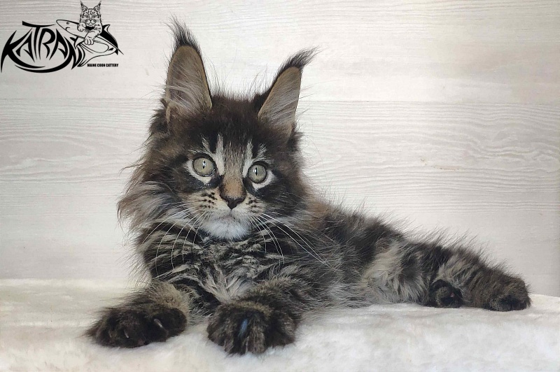 Katran Werona - Kitten maine-coon 2 months