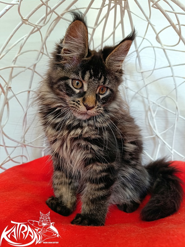 Katran Werona - Kitten maine-coon 3 months 1 week