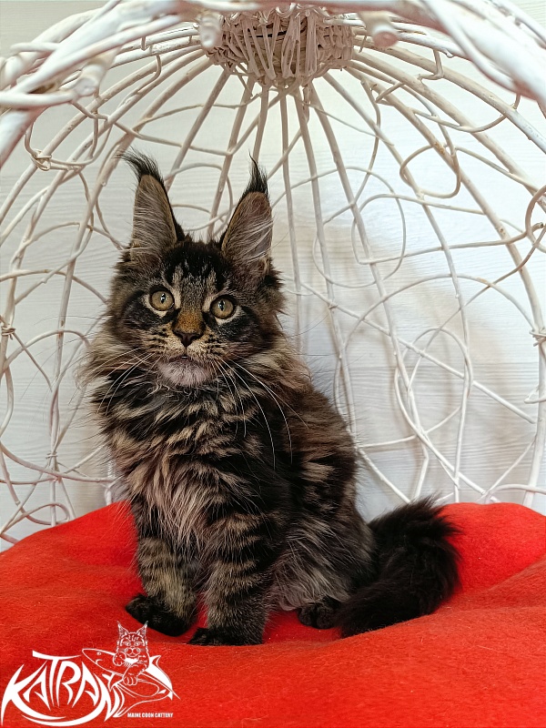 Katran Werona - Kitten maine-coon 3 months 1 week