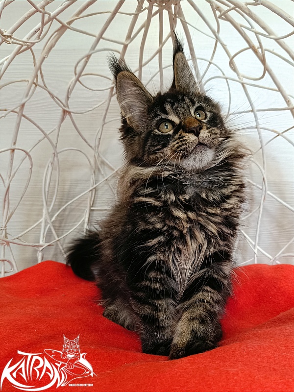 Katran Werona - Kitten maine-coon 3 months 1 week