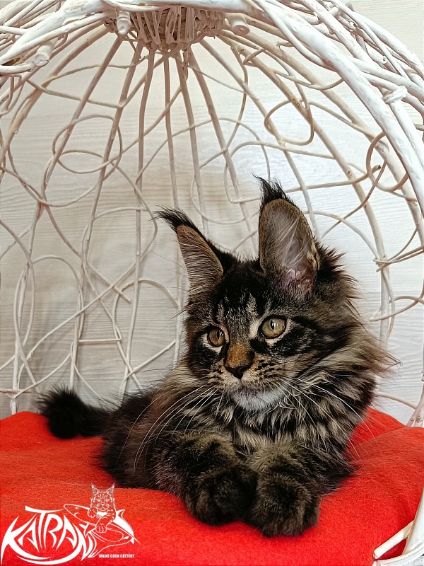 Katran Werona - Kitten maine-coon 3 months 1 week