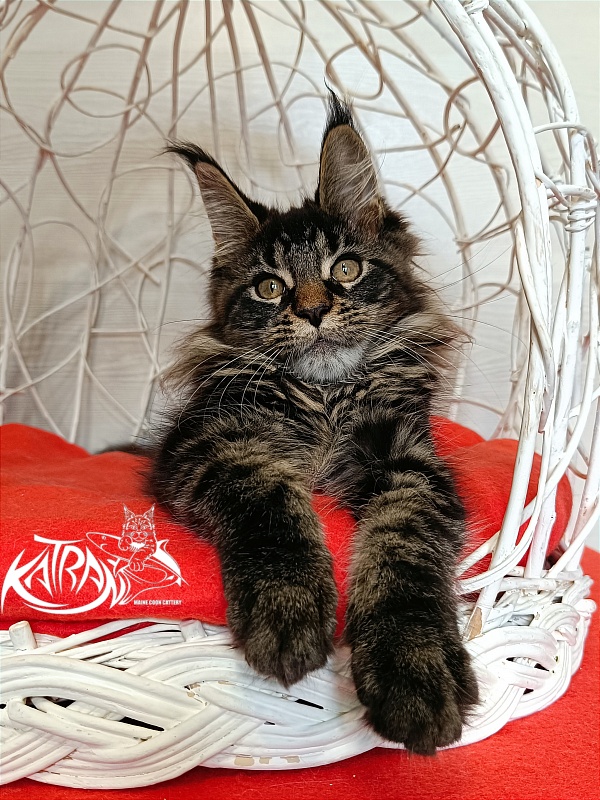 Katran Werona - Kitten maine-coon 3 months 1 week